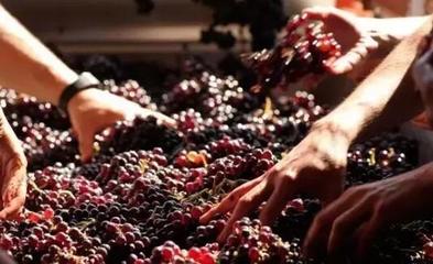 從葡萄酒加工視角，解析高端紅酒與低端紅酒的根本區別